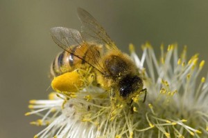 Что такое перга пчелиная и как она получается?